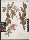 Foto von Salix appendiculata Vill. x Salix helvetica Vill.